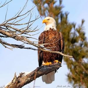 Meet your Posher, Dennis